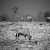 Oryx/Orice - Etosha National Park, Namibia